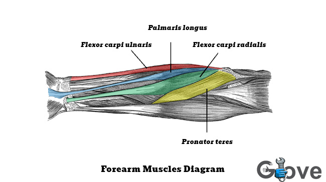 Forearm-Muscles-Diagram.jpg
